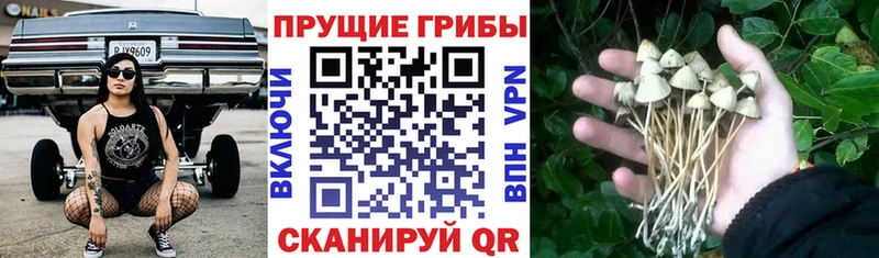 Галлюциногенные грибы MAGIC MUSHROOMS Купить где Приморск